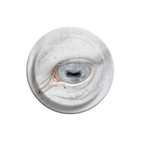 Intense White Horse Eye Close-up Phone Grip & Stand - Unique Animal Art Holder