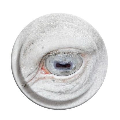 Intense White Horse Eye Close-up Phone Grip & Stand - Unique Animal Art Holder